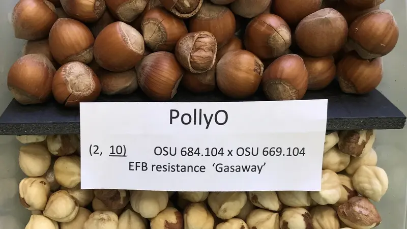 PollyO Hazelnuts