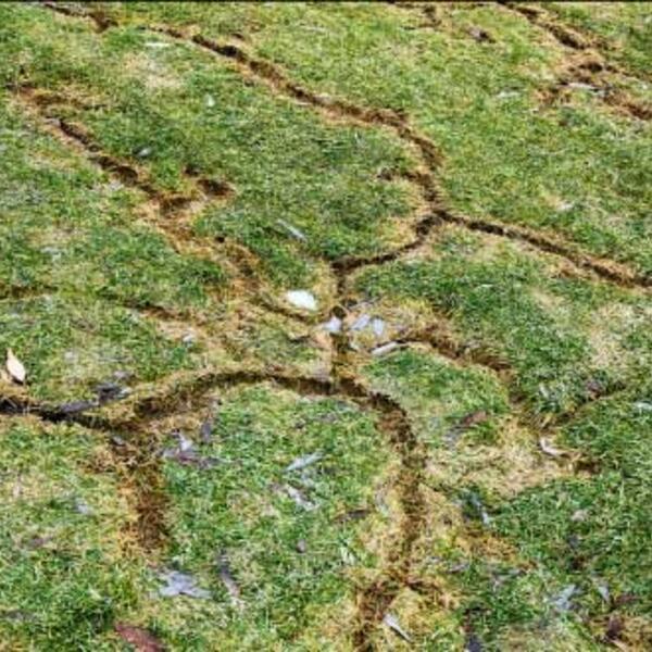 Close up of green grass with several vole channels at the surface of the soil.